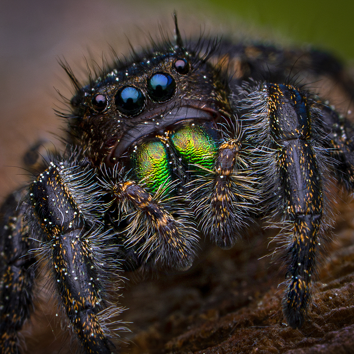 3rd PrizeOpen Color In Class 2 By Lisa Mayo For Pollen Dusted Bold Jumping Spider APR-2026.jpg